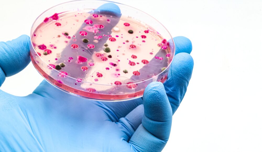 Co-culture: the science behind efficient multi-strain bacterial manufacturing