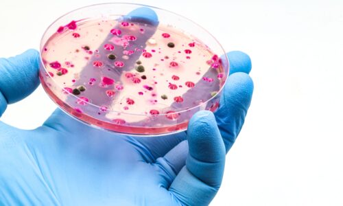 Co-culture: the science behind efficient multi-strain bacterial manufacturing